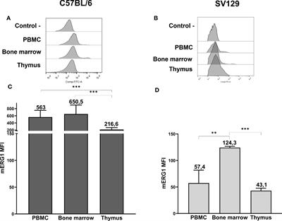 Expression of the ether-a-gò-gò-related gene 1 channel during B and T lymphocyte development: role in BCR and TCR signaling